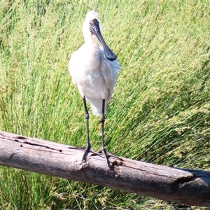 Platalea regia at Monash, ACT - 2 Dec 2024 09:30 AM