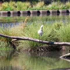 Platalea regia at Monash, ACT - 2 Dec 2024 09:30 AM