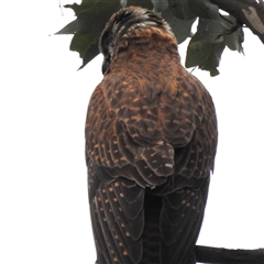 Falco berigora (Brown Falcon) at Kambah, ACT - 30 Nov 2024 by HelenCross