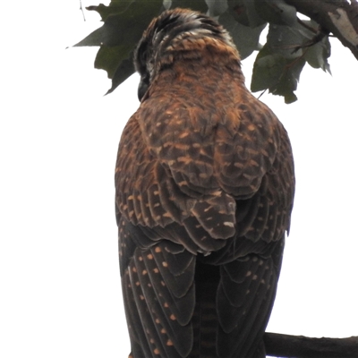 Falco berigora (Brown Falcon) at Kambah, ACT - 30 Nov 2024 by HelenCross