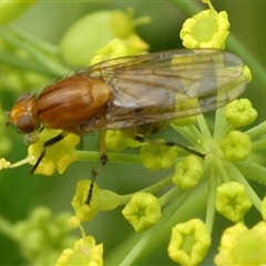 Lauxaniidae (family) (Unidentified lauxaniid fly) at Charleys Forest, NSW - 1 Dec 2024 by arjay