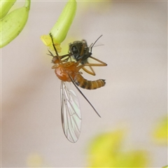 Empididae (family) (Dance fly) at Charleys Forest, NSW - 1 Dec 2024 by arjay