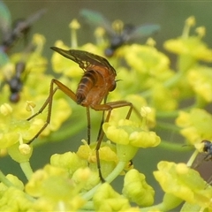 Empididae (family) at Charleys Forest, NSW - 1 Dec 2024