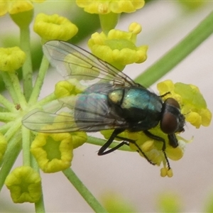 Calliphoridae (family) at Charleys Forest, NSW - 1 Dec 2024