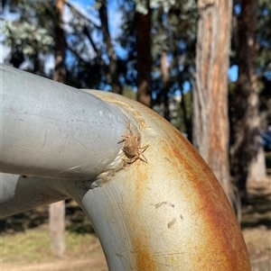 Dolophones sp. (genus) at Acton, ACT - 21 Aug 2024