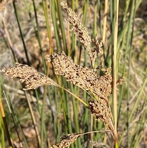 Juncus alexandri subsp. alexandri at Paddys River, ACT - 15 Aug 2024