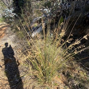 Juncus alexandri subsp. alexandri at Paddys River, ACT - 15 Aug 2024