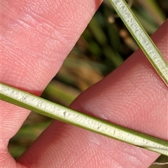 Juncus alexandri subsp. alexandri at Paddys River, ACT - 15 Aug 2024 02:45 PM