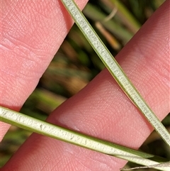 Juncus alexandri subsp. alexandri at Paddys River, ACT - 15 Aug 2024