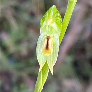 Bunochilus montanus (ACT) = Pterostylis jonesii (NSW) at Paddys River, ACT - suppressed