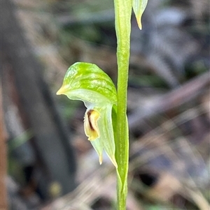 Bunochilus montanus (ACT) = Pterostylis jonesii (NSW) at Paddys River, ACT - suppressed