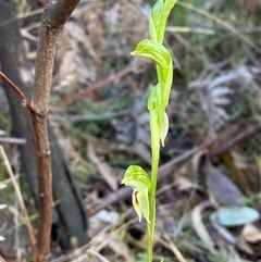 Bunochilus montanus (ACT) = Pterostylis jonesii (NSW) at Paddys River, ACT - suppressed