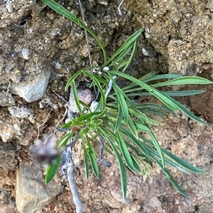 Calotis scabiosifolia var. integrifolia at Paddys River, ACT - 15 Aug 2024