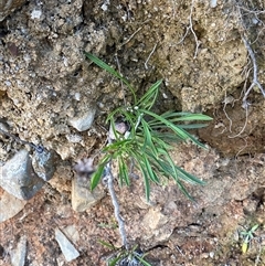 Calotis scabiosifolia var. integrifolia at Paddys River, ACT - 15 Aug 2024