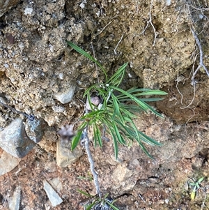 Calotis scabiosifolia var. integrifolia at Paddys River, ACT - 15 Aug 2024 02:20 PM