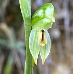 Bunochilus montanus (ACT) = Pterostylis jonesii (NSW) (Montane Leafy Greenhood) at Paddys River, ACT - 15 Aug 2024 by Tapirlord