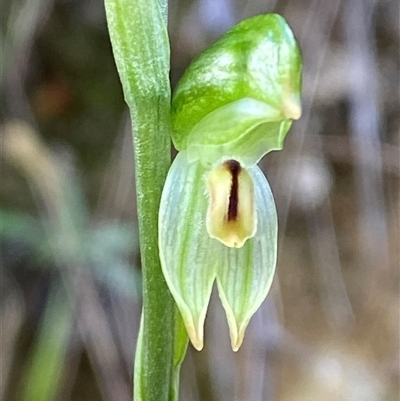 Bunochilus montanus (ACT) = Pterostylis jonesii (NSW) (Montane Leafy Greenhood) at Paddys River, ACT - 15 Aug 2024 by Tapirlord