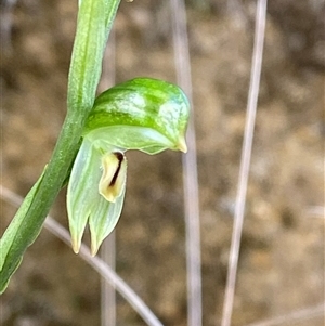 Bunochilus montanus (ACT) = Pterostylis jonesii (NSW) at Paddys River, ACT - suppressed