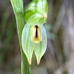 Bunochilus montanus (ACT) = Pterostylis jonesii (NSW) at Paddys River, ACT - 15 Aug 2024