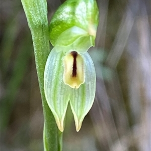 Bunochilus montanus (ACT) = Pterostylis jonesii (NSW) at Paddys River, ACT - suppressed