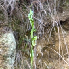 Bunochilus montanus (ACT) = Pterostylis jonesii (NSW) at Paddys River, ACT - 15 Aug 2024