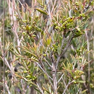 Monotoca scoparia at Paddys River, ACT - 15 Aug 2024 02:10 PM