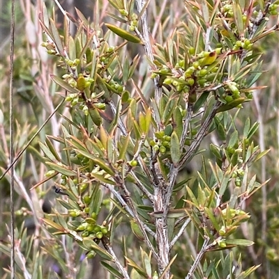 Monotoca scoparia (Broom Heath) at Paddys River, ACT - 15 Aug 2024 by Tapirlord