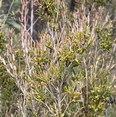 Monotoca scoparia at Paddys River, ACT - 15 Aug 2024