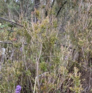 Monotoca scoparia at Paddys River, ACT - 15 Aug 2024