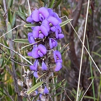 Hovea heterophylla (Common Hovea) at Paddys River, ACT - 15 Aug 2024 by Tapirlord