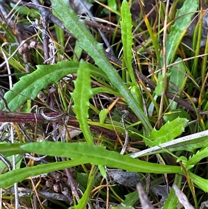 Senecio diaschides (Erect Groundsel) at Paddys River, ACT by Tapirlord