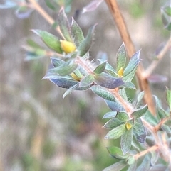 Leptospermum lanigerum (Woolly Teatree) at Paddys River, ACT - 15 Aug 2024 by Tapirlord