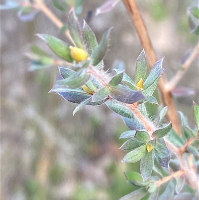 Leptospermum lanigerum (Woolly Teatree) at Paddys River, ACT - 15 Aug 2024 by Tapirlord