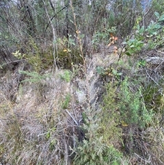 Leptospermum lanigerum at Paddys River, ACT - 15 Aug 2024