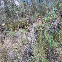 Leptospermum lanigerum at Paddys River, ACT - 15 Aug 2024