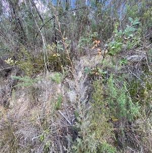 Leptospermum lanigerum at Paddys River, ACT - 15 Aug 2024