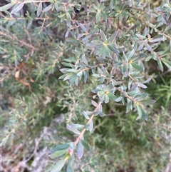 Leptospermum lanigerum at Paddys River, ACT - 15 Aug 2024