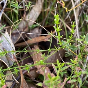 Galium gaudichaudii subsp. gaudichaudii at Paddys River, ACT - 15 Aug 2024 01:55 PM