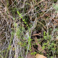 Galium gaudichaudii subsp. gaudichaudii at Paddys River, ACT - 15 Aug 2024 01:55 PM