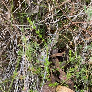 Galium gaudichaudii subsp. gaudichaudii at Paddys River, ACT - 15 Aug 2024 01:55 PM