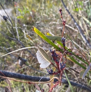 Hardenbergia violacea at Paddys River, ACT - 15 Aug 2024