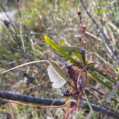 Hardenbergia violacea (False Sarsaparilla) at Paddys River, ACT - 15 Aug 2024 by Tapirlord