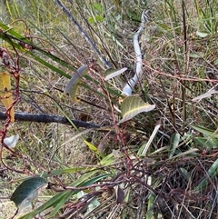 Hardenbergia violacea at Paddys River, ACT - 15 Aug 2024