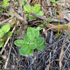 Coronidium scorpioides (Button Everlasting) at Paddys River, ACT - 15 Aug 2024 by Tapirlord