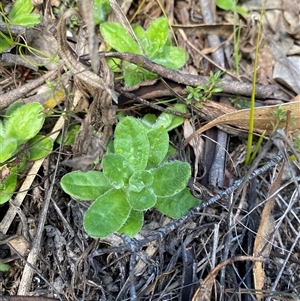 Coronidium scorpioides (Button Everlasting) at Paddys River, ACT by Tapirlord