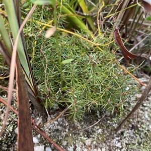 Acrotriche serrulata at Paddys River, ACT - 15 Aug 2024 01:52 PM