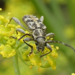 Pempsamacra dispersa (Longhorn beetle) at Charleys Forest, NSW by arjay