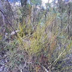 Omphacomeria acerba (Leafless Sour-bush) at Paddys River, ACT - 15 Aug 2024 by Tapirlord