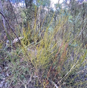 Omphacomeria acerba at Paddys River, ACT - 15 Aug 2024