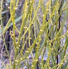 Omphacomeria acerba at Paddys River, ACT - 15 Aug 2024